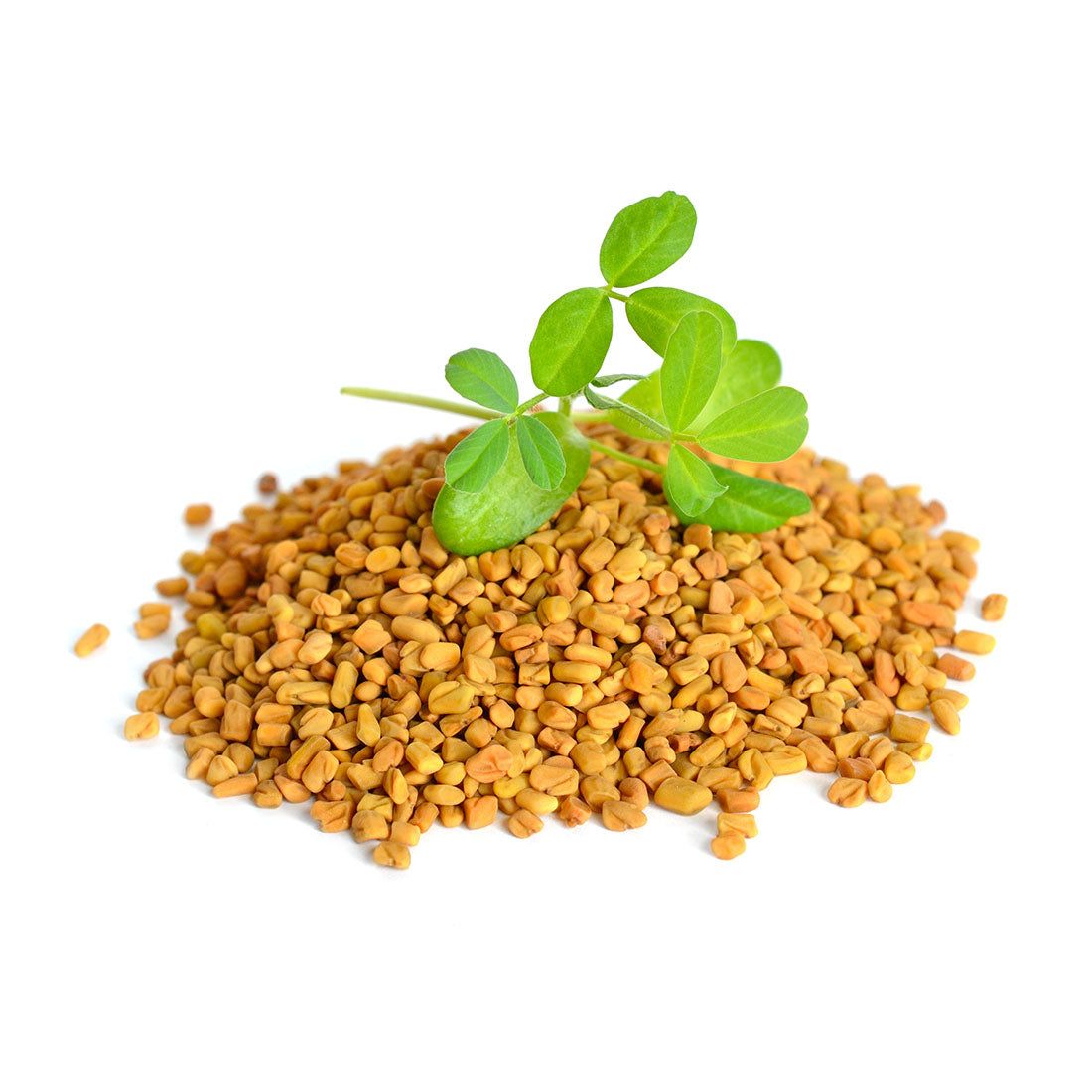 Fenugreek