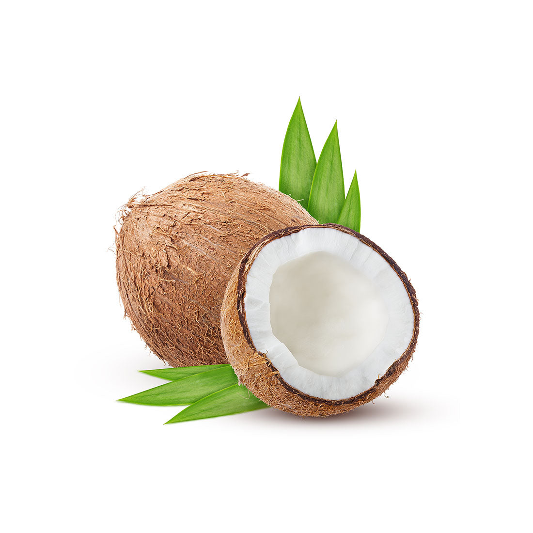 Coconut