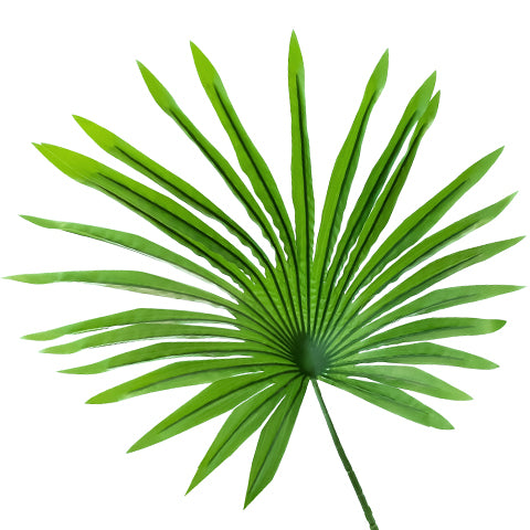 Saw Palmetto