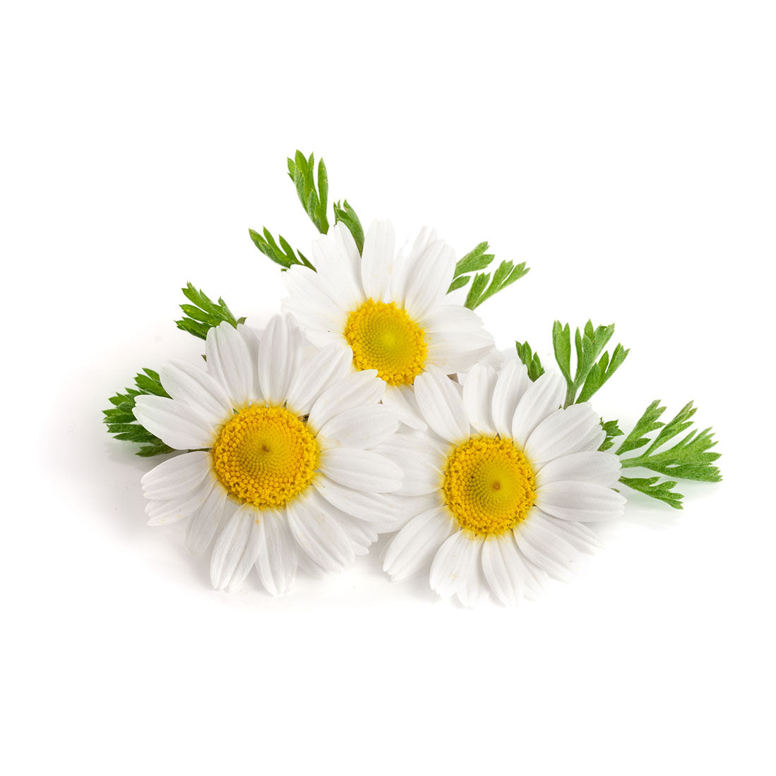 Roman Chamomile