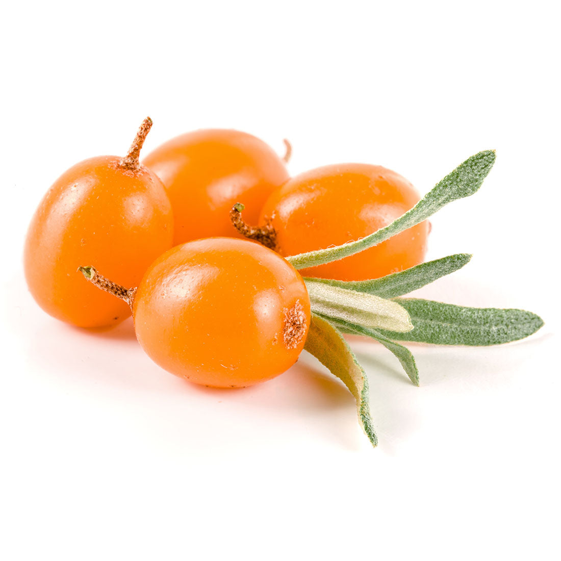 Sea Buckthorn Oil