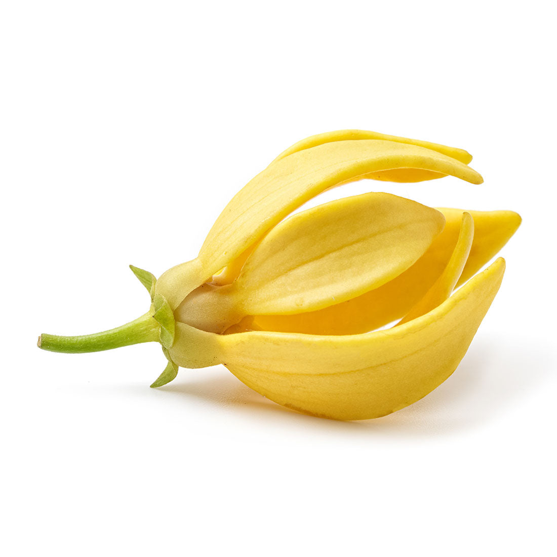 Ylang-Ylang