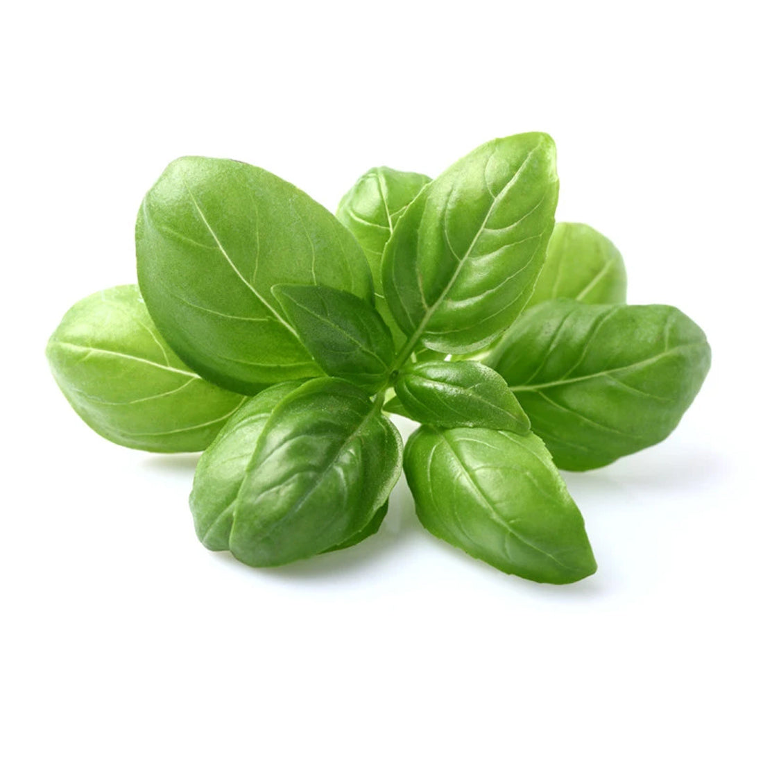 Basil