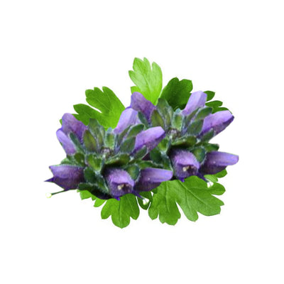 Arcolys